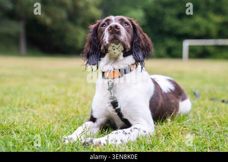 Un Springer Spaniel anglais au foie et blanc est assis sur un terrain de jeu pluvieux tout en portant un collier orange et du plomb Banque D'Images