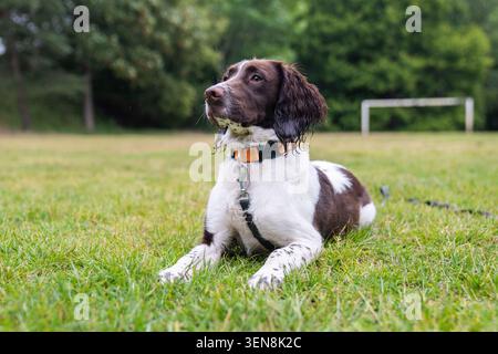 Un Springer Spaniel anglais au foie et blanc est assis sur un terrain de jeu pluvieux tout en portant un collier orange et du plomb Banque D'Images