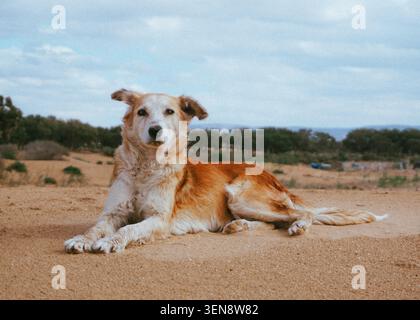 Chien errant doré et blanc couché sur une colline sablonneuse regardant la caméra. Banque D'Images