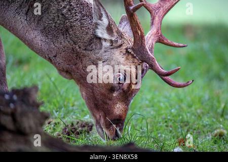 Gros plan de Buck - Fallow Buck portrait pâturage. Abbaye de Calke, Derbyshire Banque D'Images
