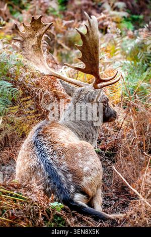 Buck de repos - buck de cerfs en jachère reposant dans les fougères. Abbaye de Calke, Derbyshire. Banque D'Images