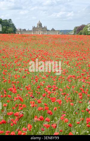 Coquelicots dans un champ devant Castle Howard, North Yorkshire Banque D'Images