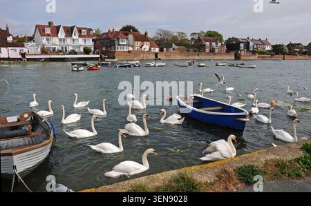 Cygnes muets, Cygnus olor, à Emsworth. Banque D'Images