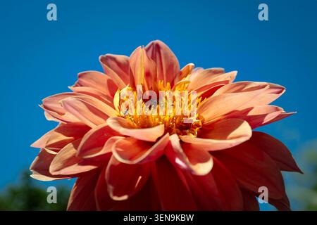 Un gros plan vif d'un dahlia orange vif en pleine floraison, mettant en valeur la superposition complexe de ses pétales symétriques et un centre jaune vif, ensemble Banque D'Images