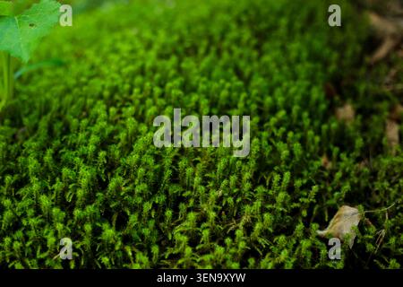 Tapis de mousse vert luxuriant poussant sur le sol forestier Banque D'Images