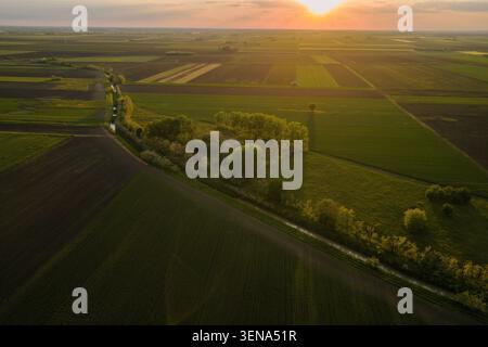 Prise de vue aérienne par drone de Plaines vertes et luxuriantes de champs agricoles de plants de soja et de maïs sur un après-midi ensoleillé. Voïvodine, Serbie, Europe. Banque D'Images
