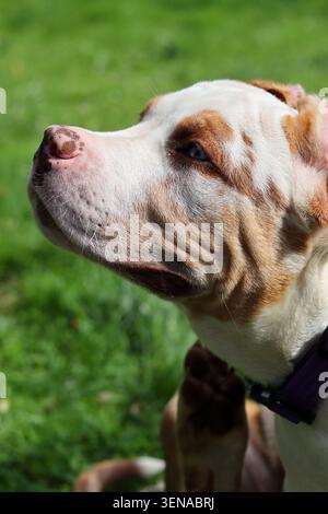 Portrait d'un adorable chiot au nez rose et aux yeux bleus. Chiot American XL Bully dans le jardin. Banque D'Images