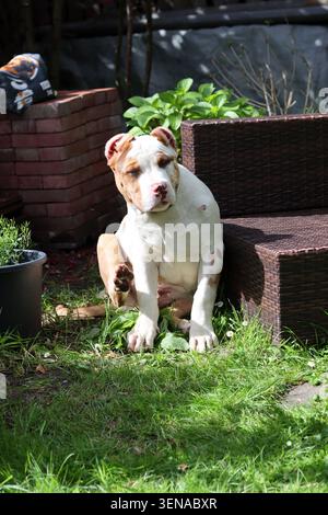 Portrait d'un adorable chiot au nez rose et aux yeux bleus. Chiot American XL Bully dans le jardin. Banque D'Images