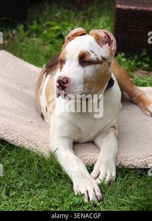 Portrait d'un adorable chiot au nez rose et aux yeux bleus. Chiot American XL Bully dans le jardin. Banque D'Images