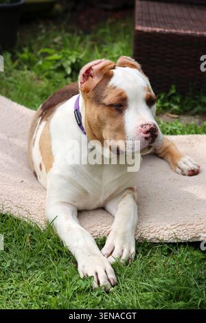 Portrait d'un adorable chiot au nez rose et aux yeux bleus. Chiot American XL Bully dans le jardin. Banque D'Images