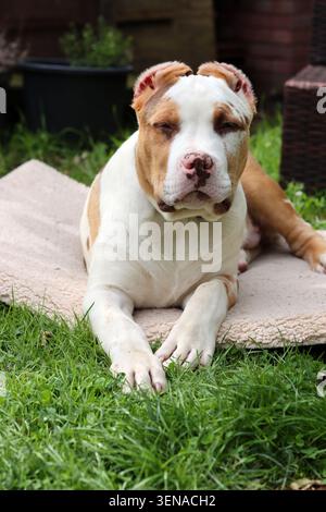 Portrait d'un adorable chiot au nez rose et aux yeux bleus. Chiot American XL Bully dans le jardin. Banque D'Images