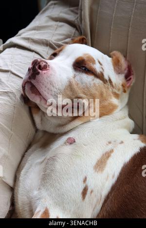 Portrait d'un adorable chiot au nez rose et aux yeux bleus. Chiot American XL Bully dans le jardin. Banque D'Images