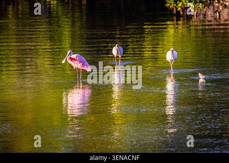 Roseate Spoonbill et American White ibises pataugent dans une réserve faunique à Sanibel, en Floride Banque D'Images