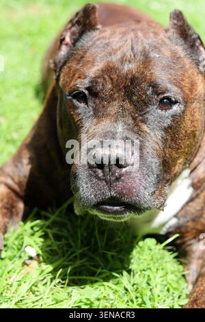 American Pit Bull Terrier reposant sur l'herbe verte dans le parc. Concept de chien de sauvetage. Chien senior photo en gros plan. Banque D'Images