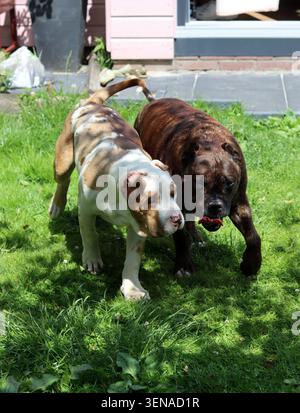 Deux chiens jouant dans le jardin un jour ensoleillé d'été. American Pit Bull Terriers marron et blanc Banque D'Images