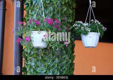 Des fleurs colorées se renversent des pots suspendus, illuminant un espace confortable avec la beauté de la nature. Banque D'Images
