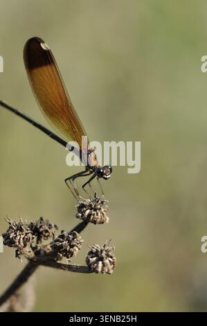Macro d'une F. demoiselle de cuivre (Calopteryx haemorrhoidalis) reposant sur une plante séchée, montrant ses ailes de bronze et son pseudoptérostigma blanc. Banque D'Images