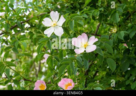 Deux fleurs de hanches roses (Rosa canina). rose hanches bush Banque D'Images