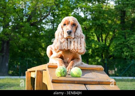 Épaniel cocker américain assis sur un banc en bois avec balle de tennis Banque D'Images