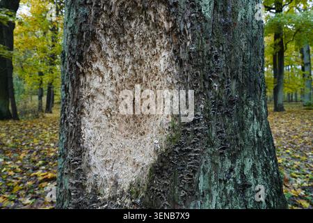 Tronc d'arbre endommagé par l'activité d'alimentation des pics dans la forêt d'automne en Lettonie Banque D'Images