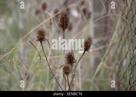 Les têtes de chardon sèches restent hautes dans une lumière décolorée. Les tiges fines atteignent le haut à travers les hautes herbes. Les lames torsadées se balancent doucement vers l'arrière. Fin tranquille de la nature Banque D'Images