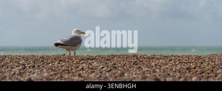 Une mouette se dresse sur une plage couverte de petits cailloux. L'océan est visible avec des vagues qui roulent doucement. Le ciel est nuageux et l'atmosphère semble op Banque D'Images