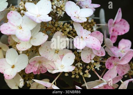 Hydrangea paniculata gros plan macro de délicats pétales à pois blancs et roses avec des veines visibles et de minuscules boutons floraux. Tons pastel doux et foncés Banque D'Images