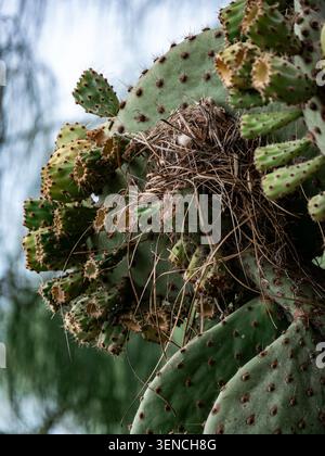 Cactus de barbarie indigènes poussant dans les hautes terres arides des îles Galapagos, Équateur. Ces cactus emblématiques sont une partie importante de l'arche Banque D'Images