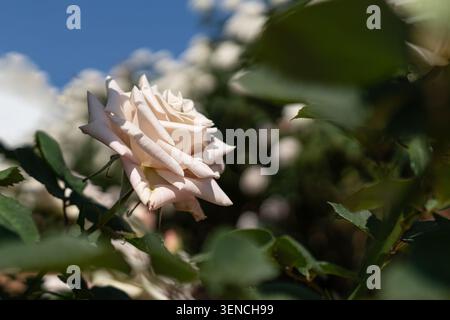 Rose de champagne crème fleurissant dans le jardin avec fond de ciel bleu et de nuages, fleur de thé hybride Rosa blanc ivoire élégant en gros plan Banque D'Images