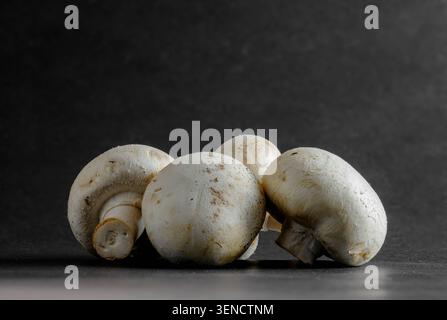 Groupe de champignons agaricus crus avec des chapeaux texturés sur une surface sombre, éclairage de studio Banque D'Images