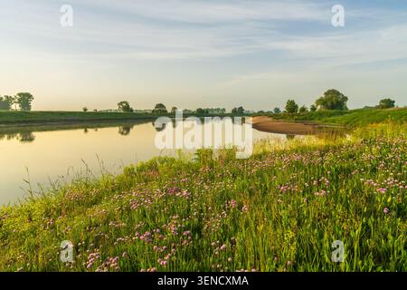 Beau paysage de l'Elbe en Allemagne avec de la ciboulette sauvage en fleurs le long des rives sinueuses. Paysage de campagne paisible, beauté naturelle, tranqui Banque D'Images