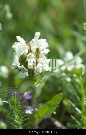 Selfheal à feuilles coupées (Prunella laciniata), Green Down, Somerset, Royaume-Uni. Banque D'Images