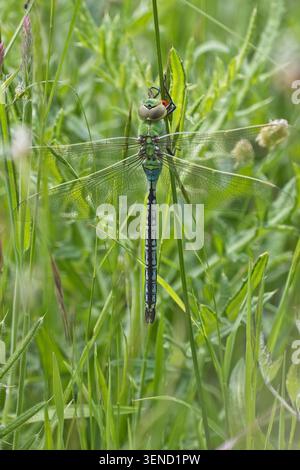Emperor Dragonfly (Anax imperator), mâle perché, Green Down, Somerset, Royaume-Uni. Banque D'Images