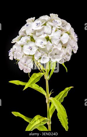 Une macro photographie détaillée d'un amas de fleurs blanc immaculé Sweet William dianthus avec de minuscules gouttelettes d'eau sur les pétales isolés contre un solide Banque D'Images