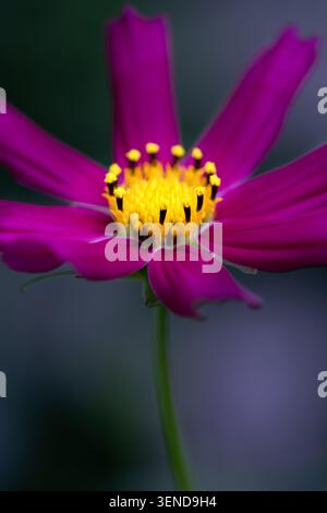 Macro vertical gros plan de la tête de fleur de cosmos violette vibrante unique avec centre jaune vif sur fond sombre Banque D'Images