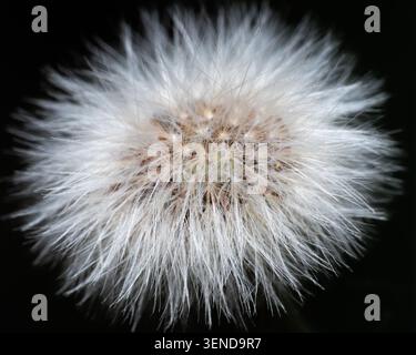 Macro horizontal pleine trame texture de fond de tête de graine de boule de soufflage de pissenlit blanc moelleux sur fond sombre gros plan Banque D'Images