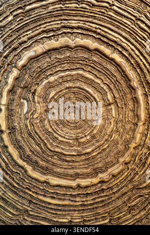 Fond de texture de motif circulaire en bois sculpté à la main avec bois décoratif ReliefMacro détail pour le design et l'intérieur Banque D'Images
