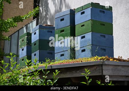 Ruches peintes en vert et bleu sur le toit d'un hangar couvert de vert dans la ville, la zone urbaine offre une gamme variée de sources de nourriture et un tempérament doux Banque D'Images