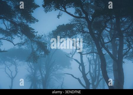 Pins enveloppés dans un brouillard bleu dense à Wharfedale avec des branches tordues foncées contre un ciel bleu pâle Banque D'Images