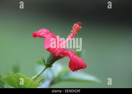 Fleur d'hibiscus (Hibiscus rosa-sinensis) avec gouttes de pluie Banque D'Images