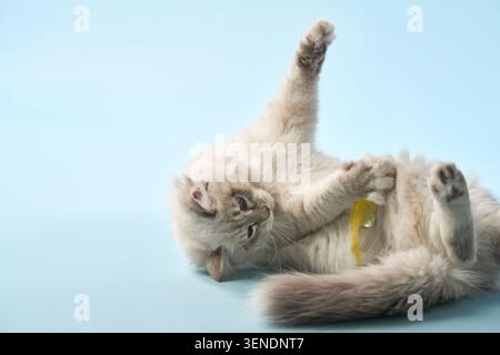 Le chat roule sur son dos et attrape un petit jouet jaune entre ses pattes. Son énergie ludique est figée dans un moment intérieur franc. Banque D'Images
