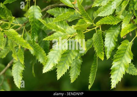Détail des feuilles vertes du chêne du Liban Quercus libani dans un parc d'été Banque D'Images