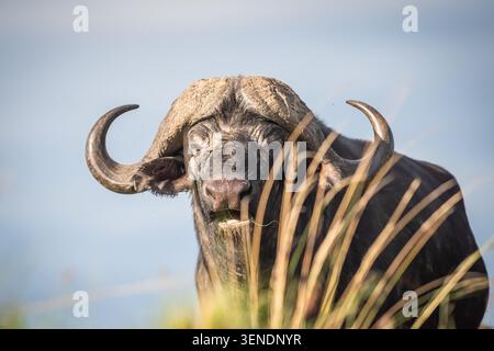 Mon appareil photo était assez bas pour une image de ce buffle du cap en Afrique sauvage Banque D'Images
