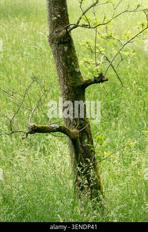 Jeune tronc d'arbre avec des feuilles vertes dans un pré d'herbe haute Banque D'Images