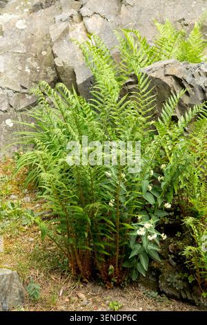 Frondes vertes de Male Fern Dryopteris filix-mas poussant sur une pente rocheuse dans un jardin d'été Banque D'Images