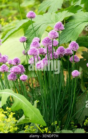 Fleurs violettes de ciboulette Allium schoenoprasum Banque D'Images