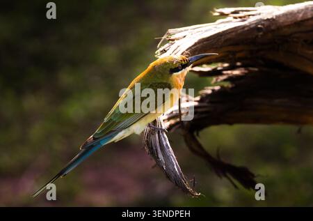 Bee eater perché sur une branche Banque D'Images