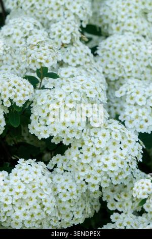 Fleurs blanches de Vanhoutte Spirea Spiraea x vanhouttei jardin Banque D'Images