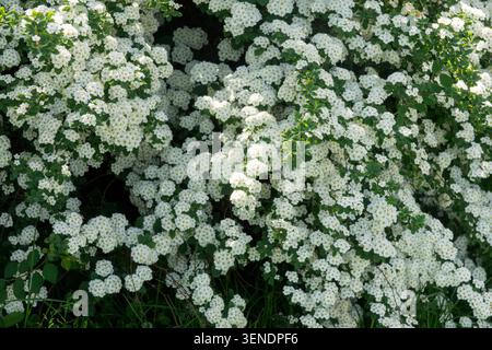 Fleurs blanches de Vanhoutte Spirea Spiraea x vanhouttei dans un jardin de printemps Banque D'Images