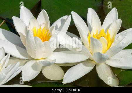 Fleurs blanches de White Water Lily Nymphaea alba Banque D'Images